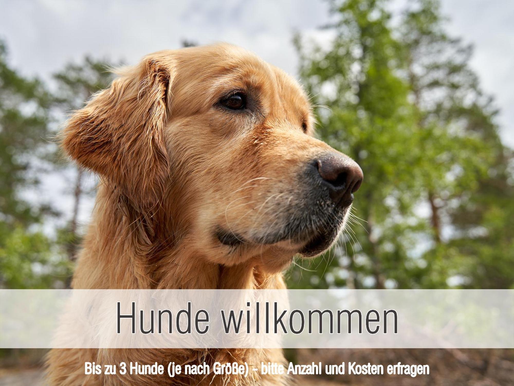 Huette41: Ganze Huette Nah Am See Mit Privatem Whirlpool, Sauna. Umzaeunt. Waldkirchen Kültér fotó